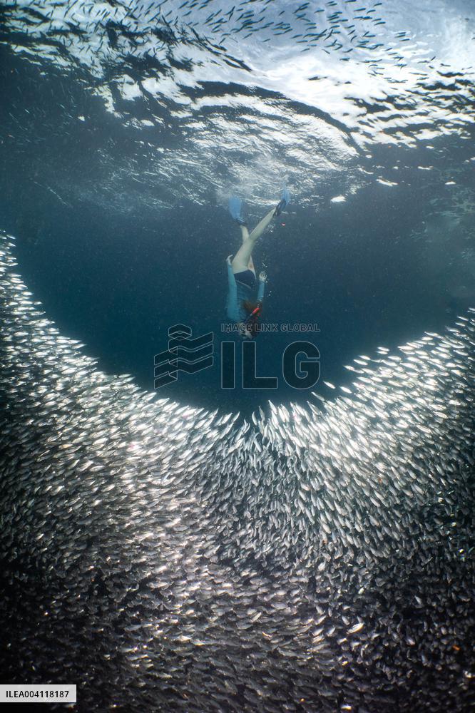 World Famous Sardine Run in Moalboal - Philippines