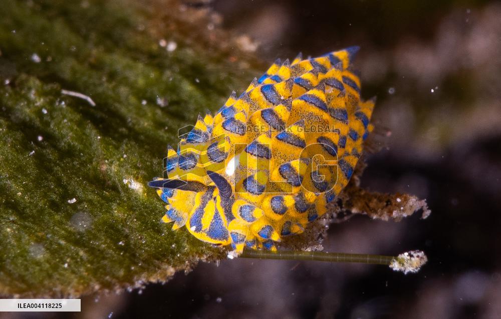 Underwater Life in Philippines