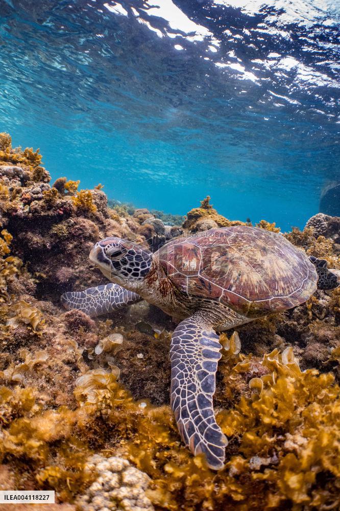 Underwater Life in Philippines