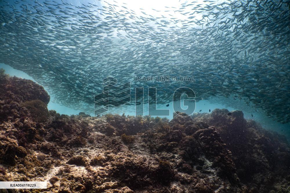 Underwater Life in Philippines