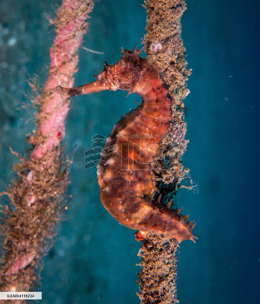 Underwater Life in Philippines