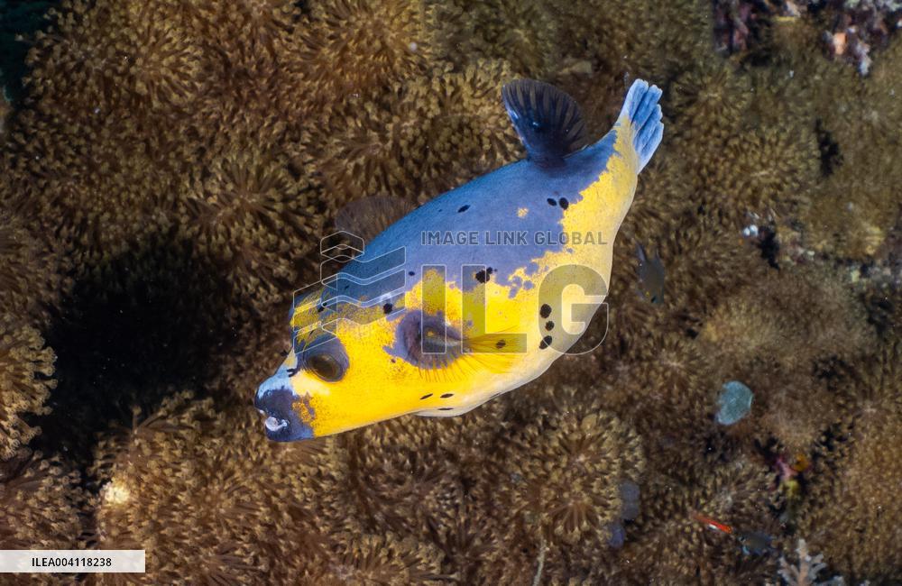 Underwater Life in Philippines