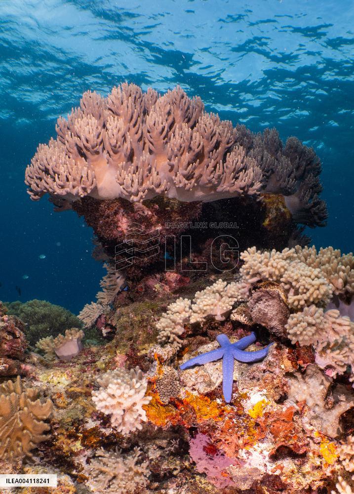 Underwater Life in Philippines