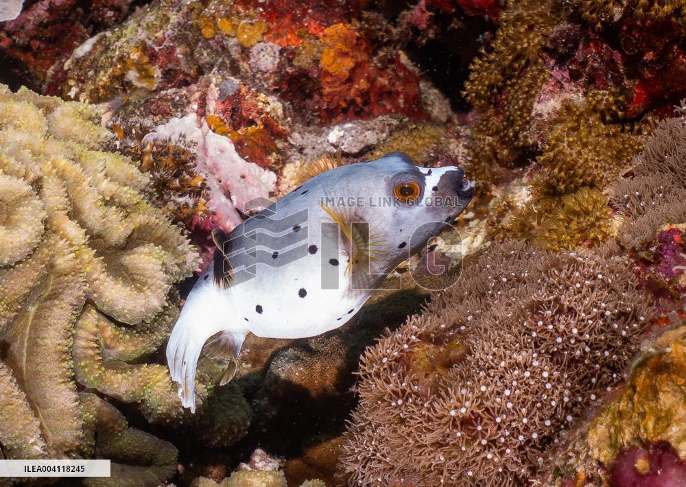Underwater Life in Philippines