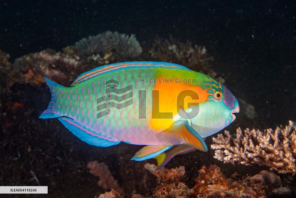 Underwater Life in Philippines
