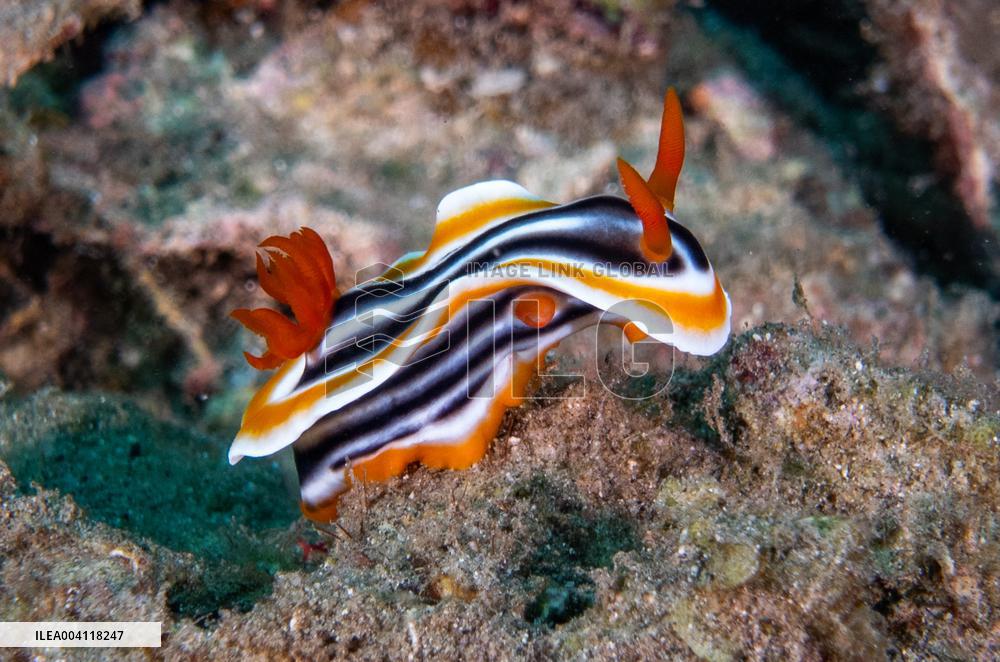Underwater Life in Philippines