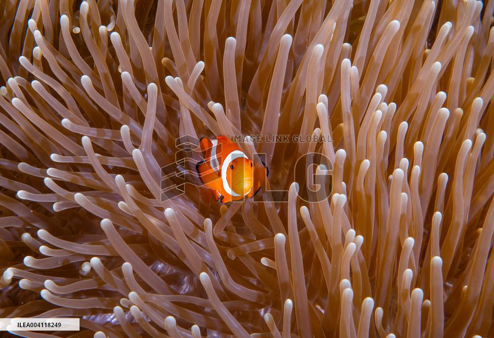 Underwater Life in Philippines