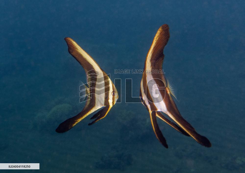 Underwater Life in Philippines