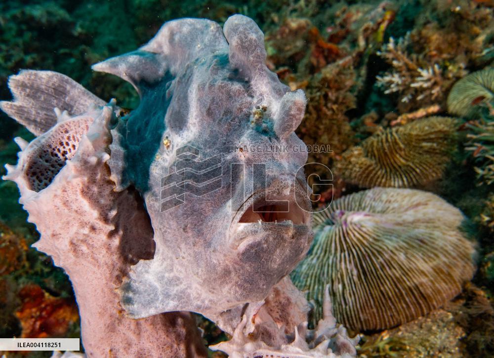 Underwater Life in Philippines