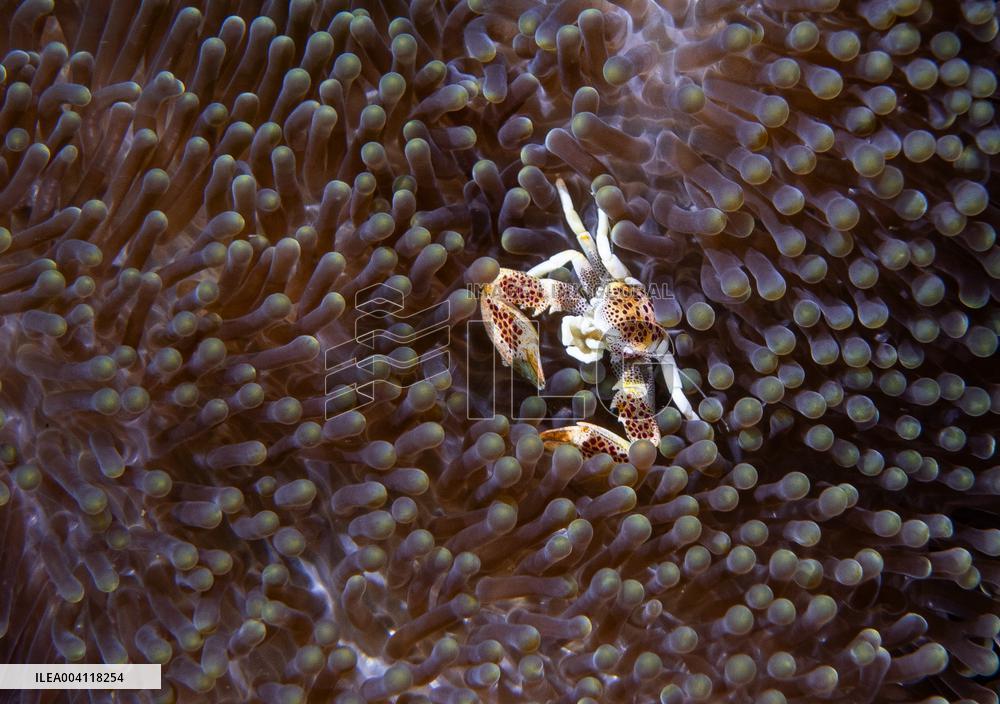 Underwater Life in Philippines