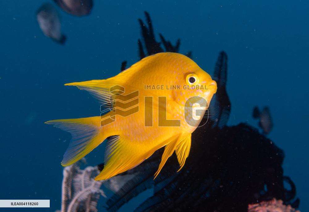 Underwater Life in Philippines