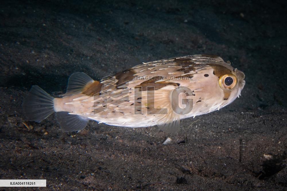 Underwater Life in Philippines