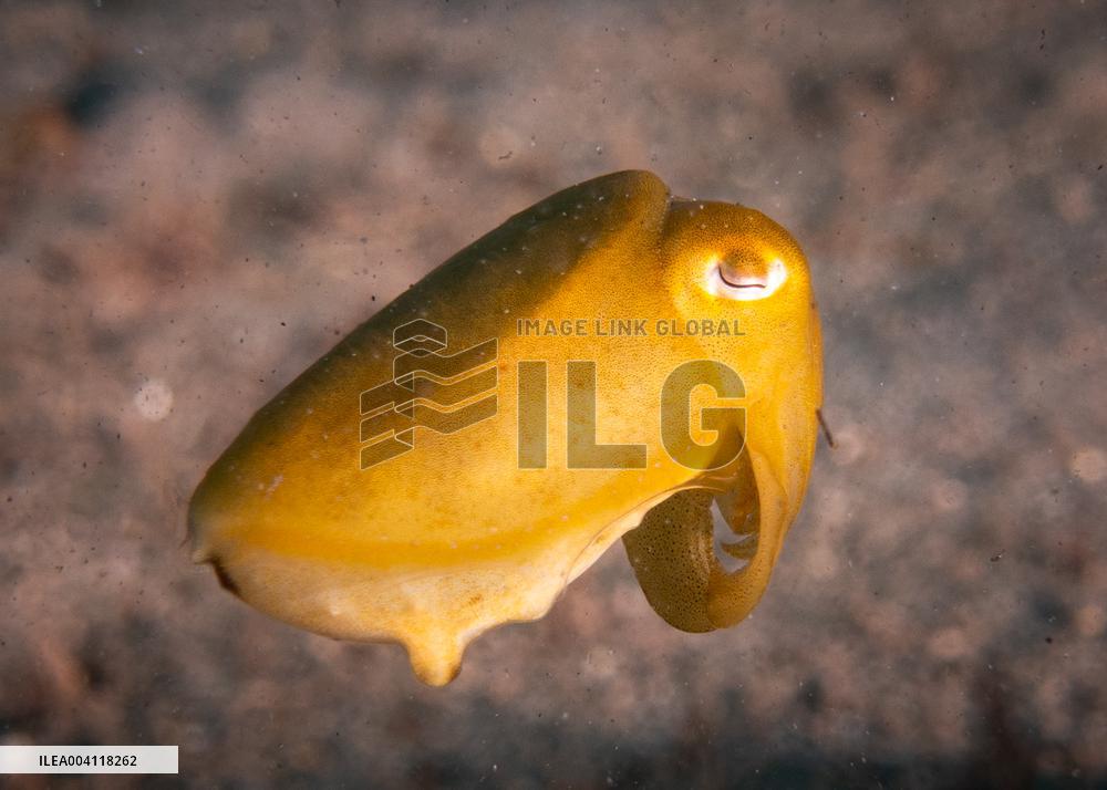 Underwater Life in Philippines