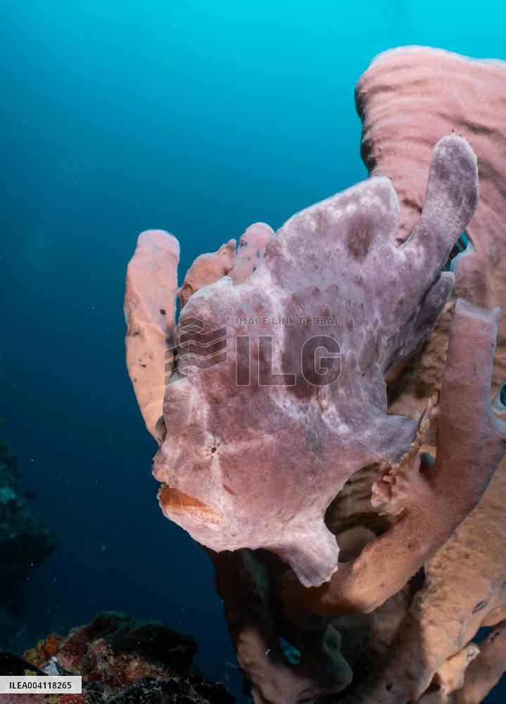 Underwater Life in Philippines