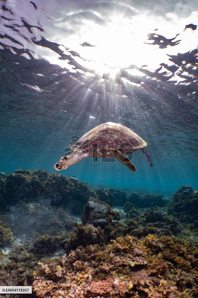 Underwater Life in Philippines