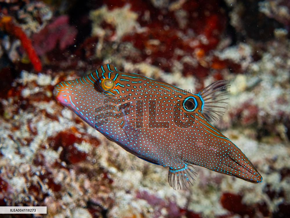 Underwater Life in Philippines