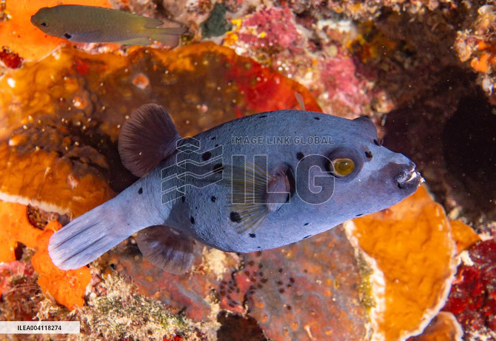 Underwater Life in Philippines