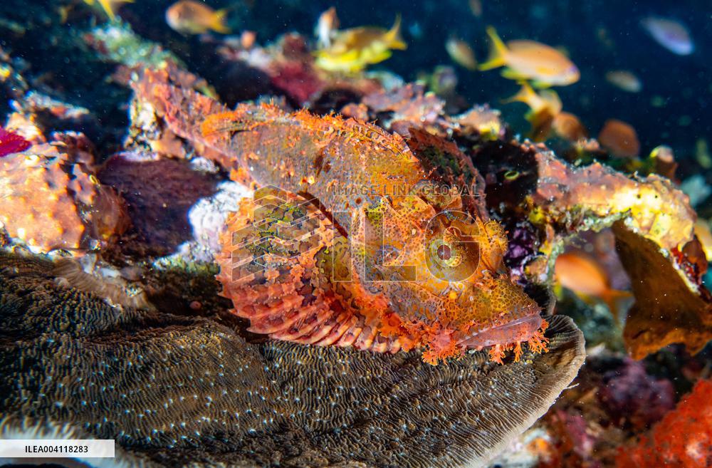 Underwater Life in Philippines