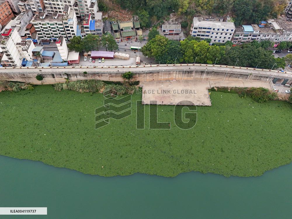 Water Hyacinth Appears on The Yongjiang River in Nanning