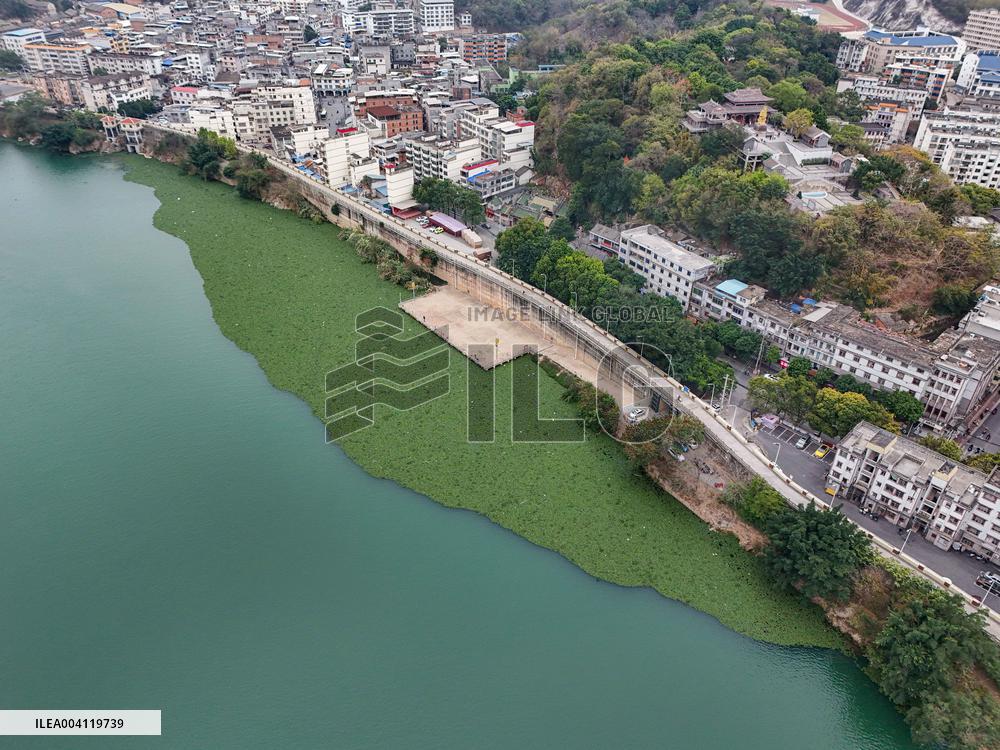 Water Hyacinth Appears on The Yongjiang River in Nanning