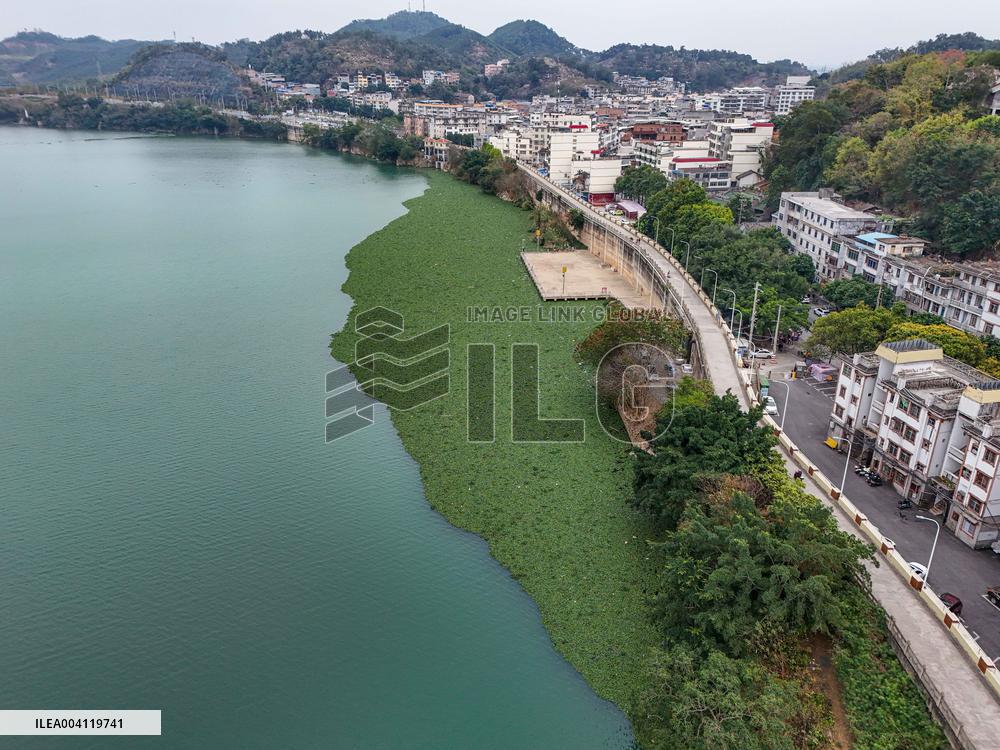 Water Hyacinth Appears on The Yongjiang River in Nanning