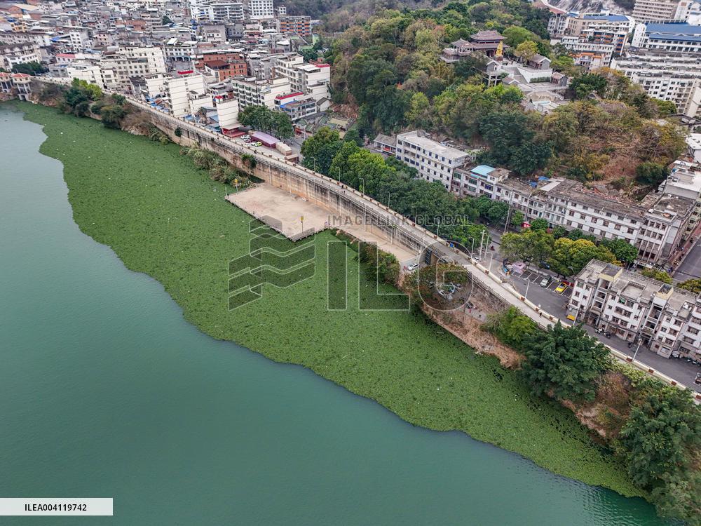 Water Hyacinth Appears on The Yongjiang River in Nanning