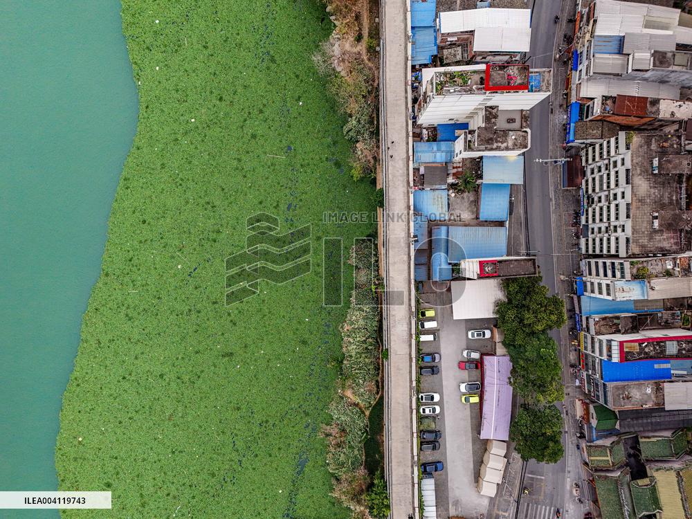 Water Hyacinth Appears on The Yongjiang River in Nanning