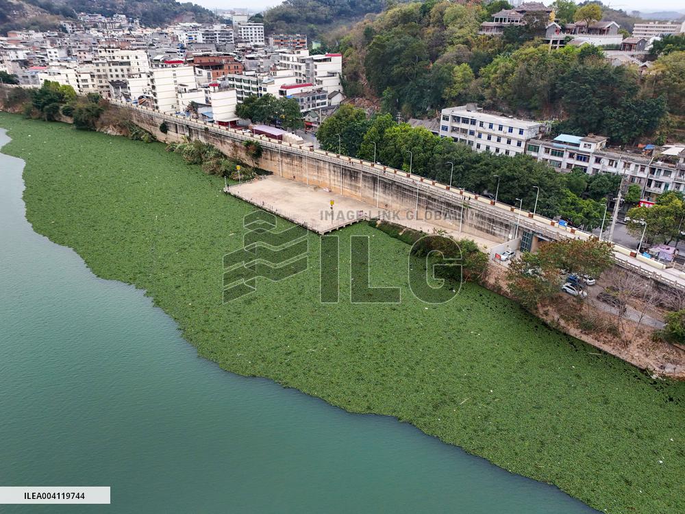Water Hyacinth Appears on The Yongjiang River in Nanning