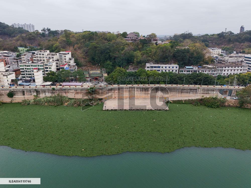 Water Hyacinth Appears on The Yongjiang River in Nanning