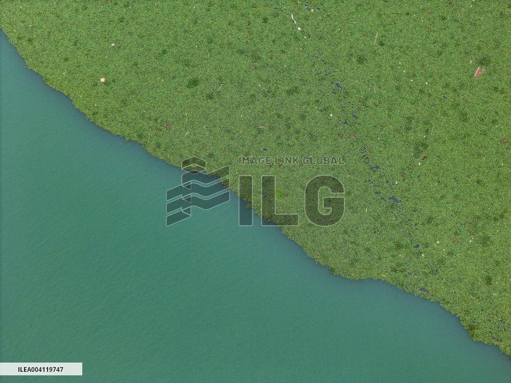 Water Hyacinth Appears on The Yongjiang River in Nanning