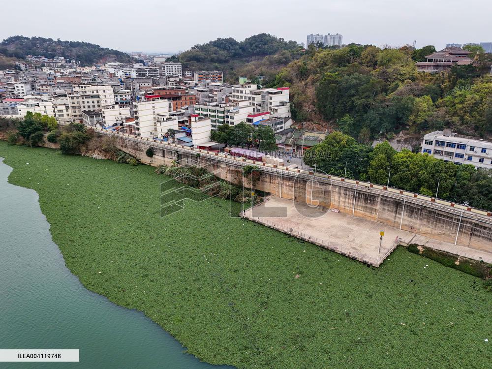 Water Hyacinth Appears on The Yongjiang River in Nanning