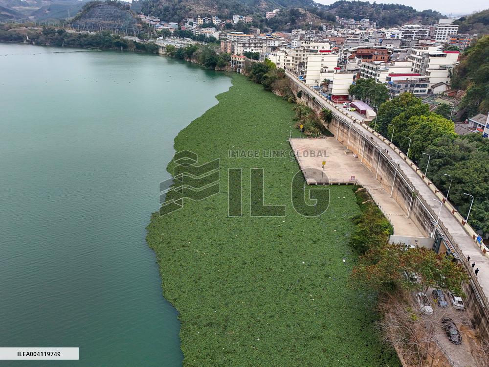 Water Hyacinth Appears on The Yongjiang River in Nanning