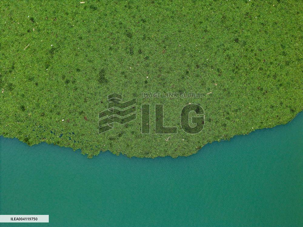 Water Hyacinth Appears on The Yongjiang River in Nanning