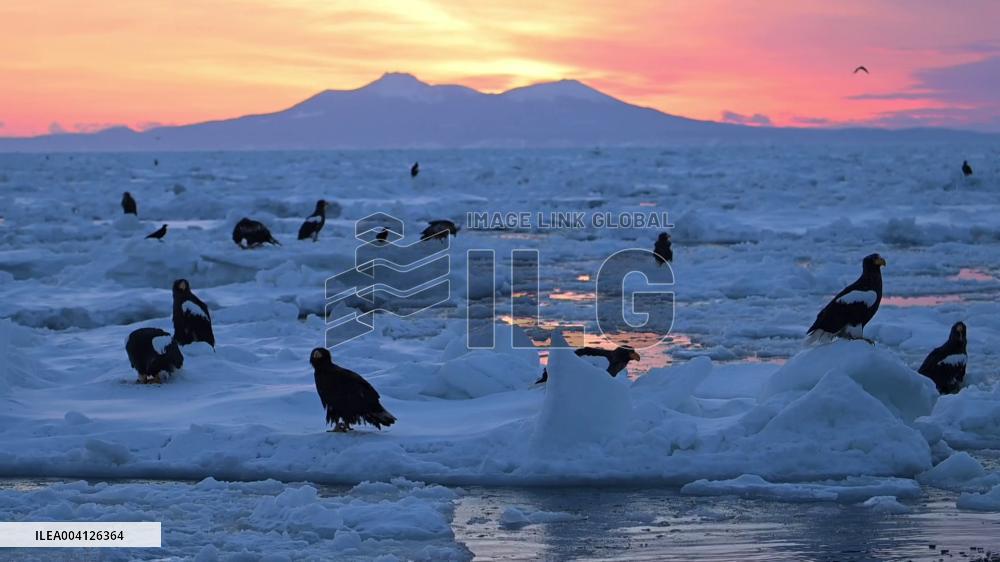 Steller's sea eagles in Hokkaido