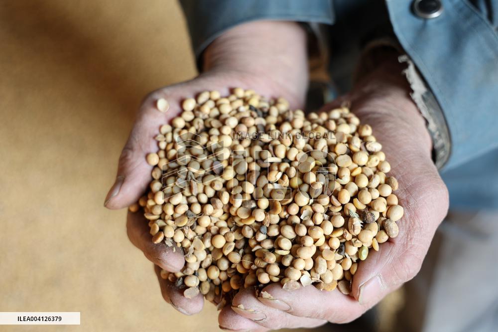 Imported soybeans