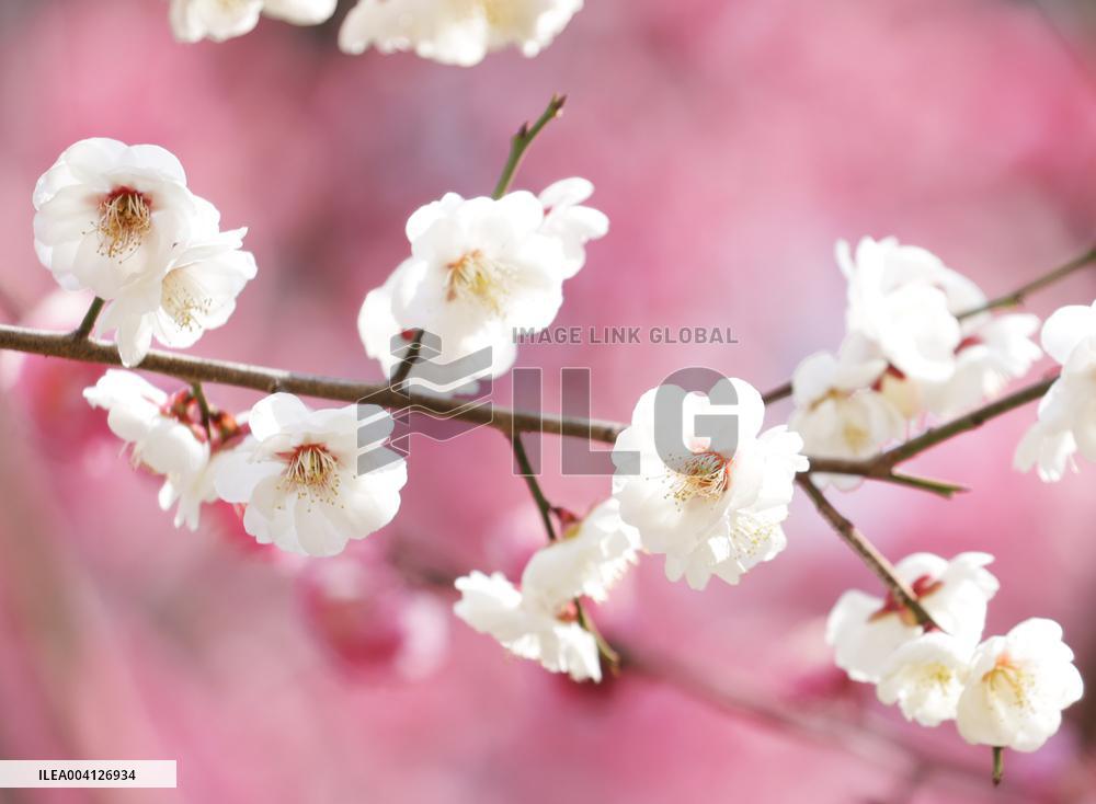 Plum blossoms in Osaka Castle Park