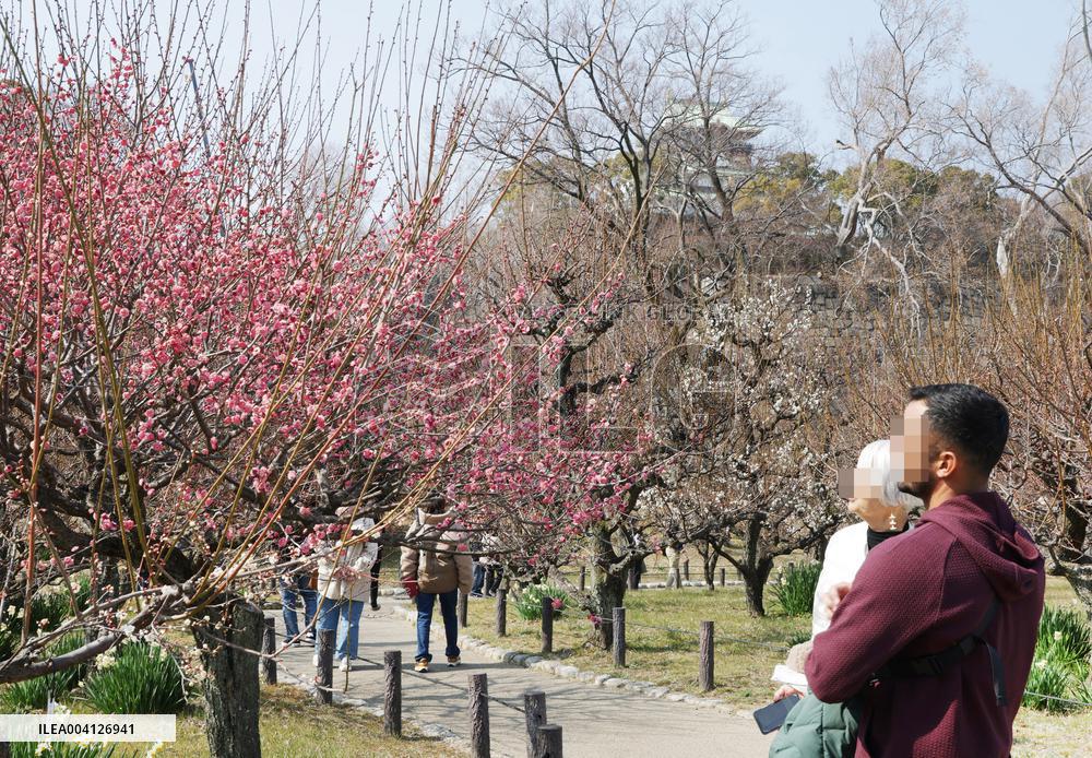 Plum blossoms in Osaka Castle Park
