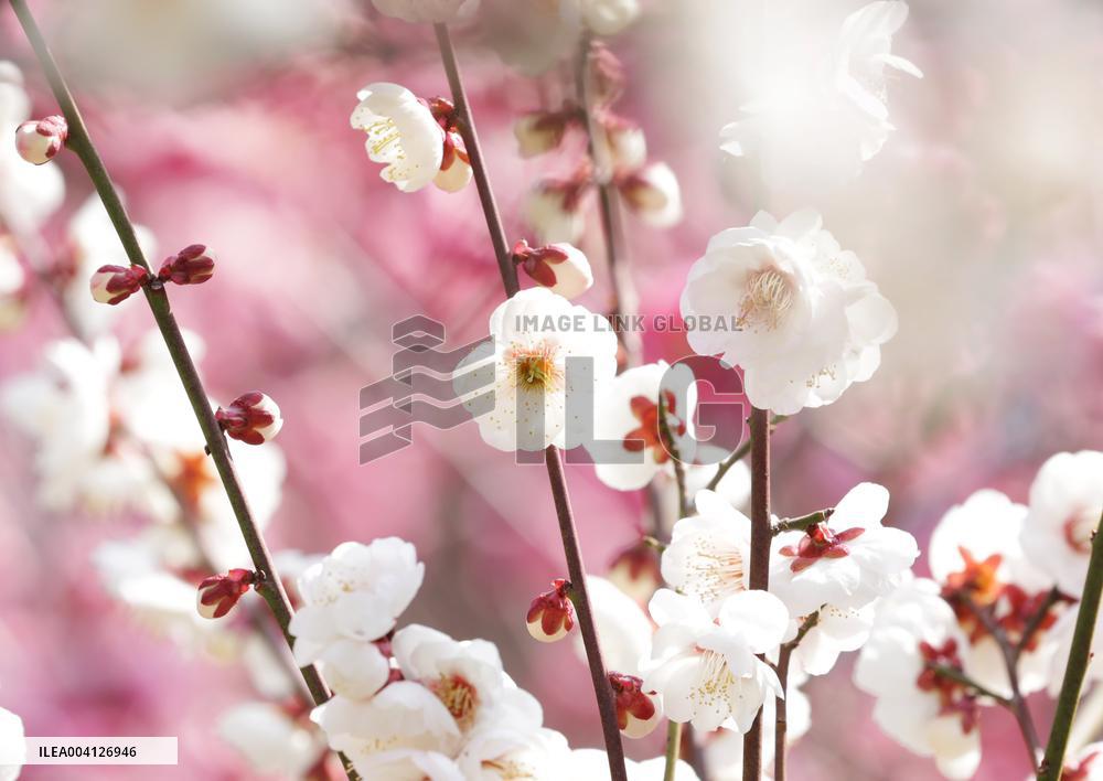 Plum blossoms in Osaka Castle Park