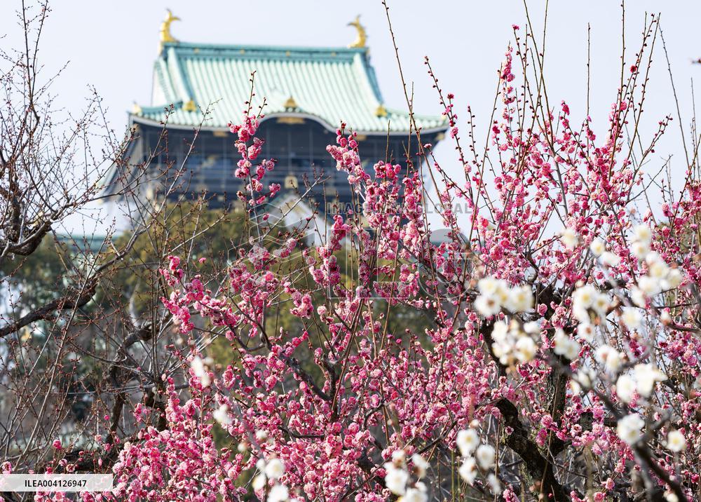 Plum blossoms in Osaka Castle Park