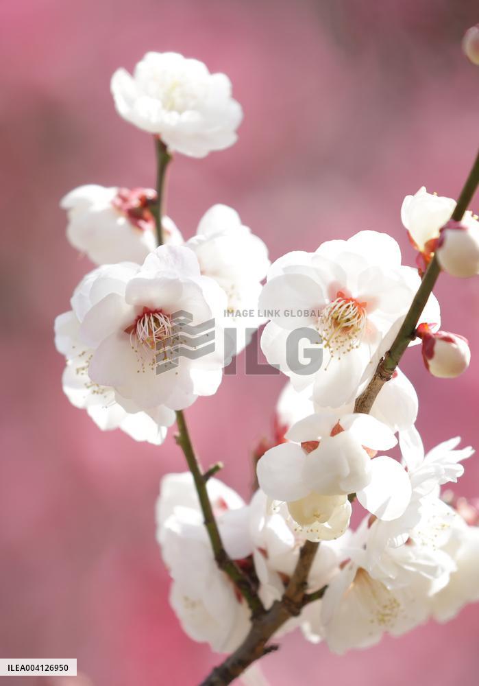 Plum blossoms in Osaka Castle Park