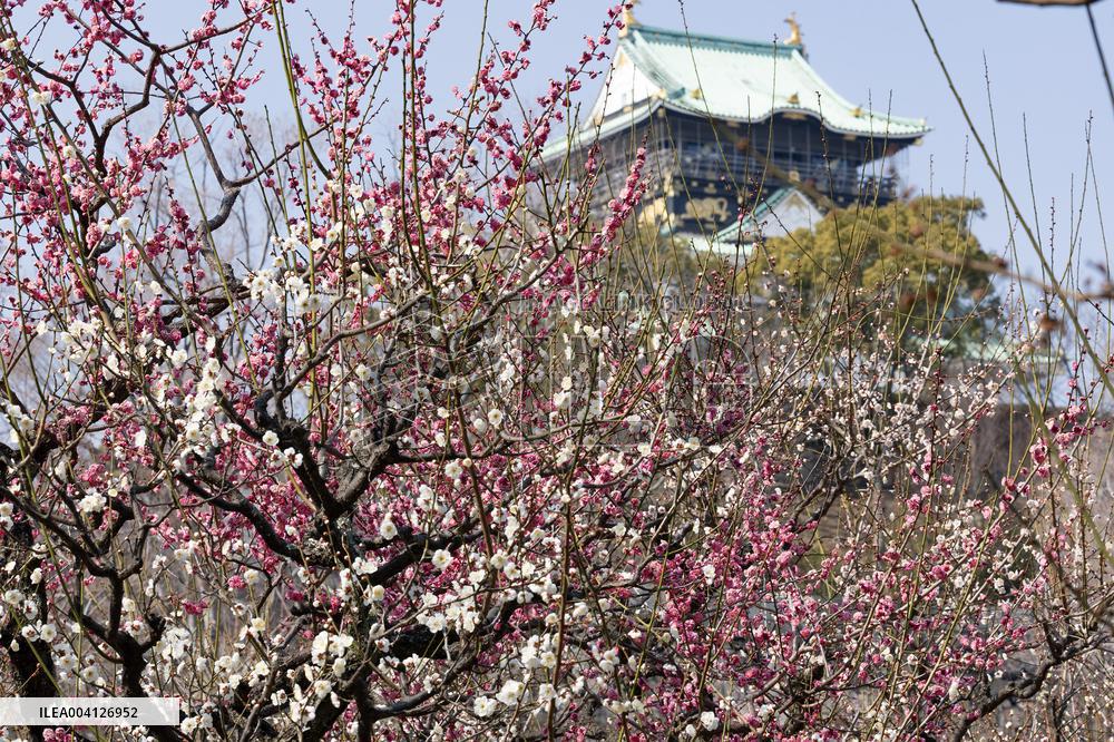 Plum blossoms in Osaka Castle Park