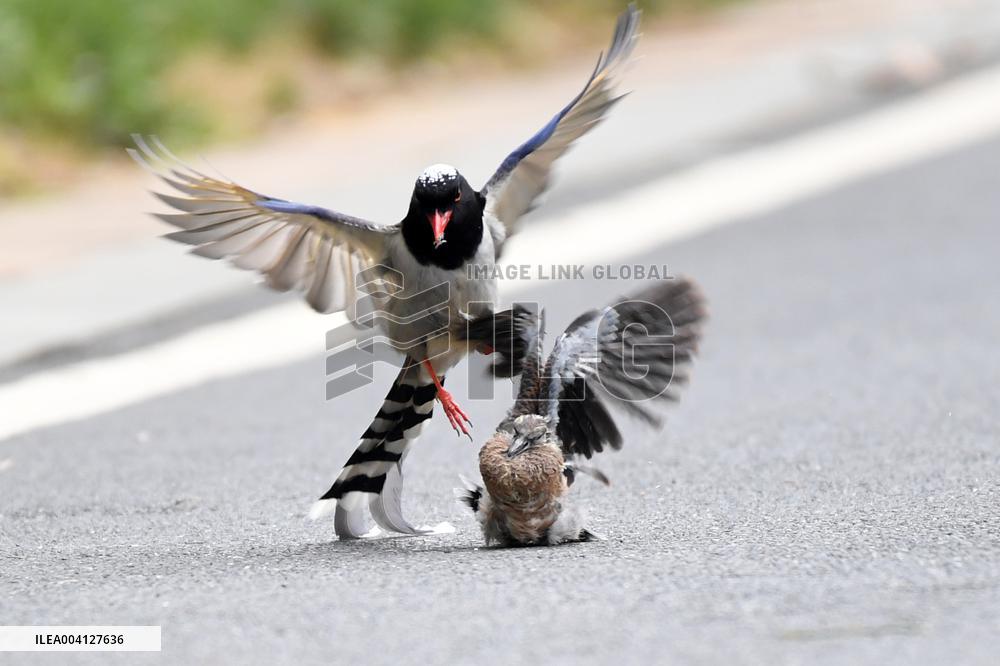 A Red-billed Blue Magpie Hunts An Underage Turtle Dove in Renhuai