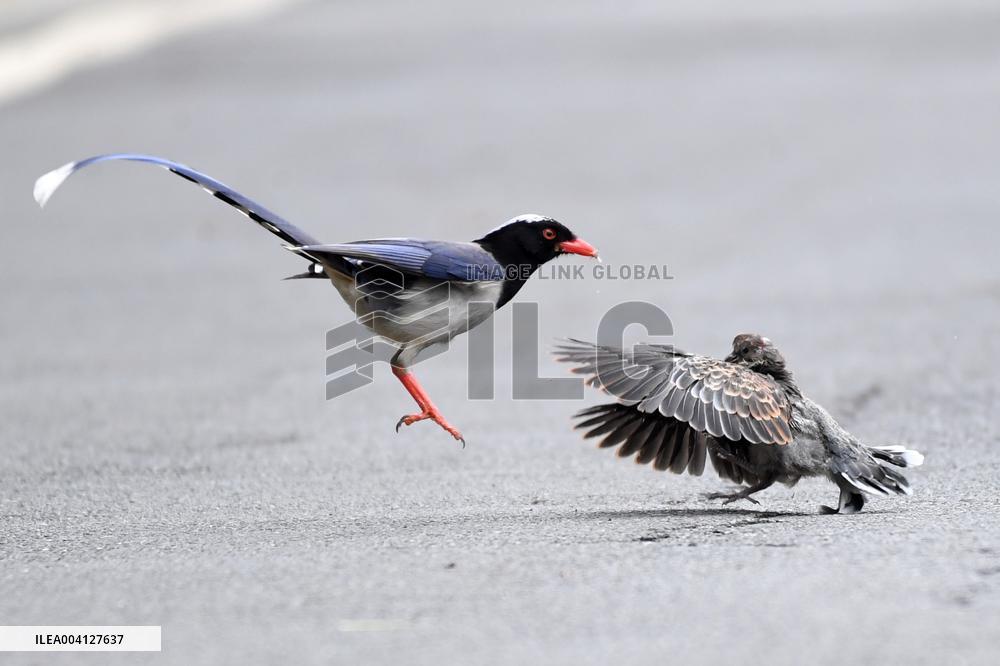 A Red-billed Blue Magpie Hunts An Underage Turtle Dove in Renhuai