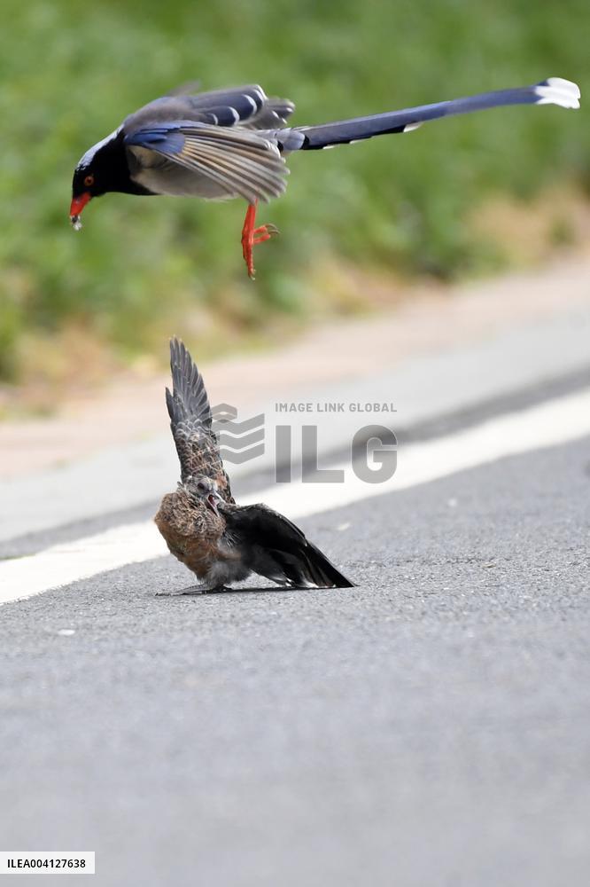 A Red-billed Blue Magpie Hunts An Underage Turtle Dove in Renhuai