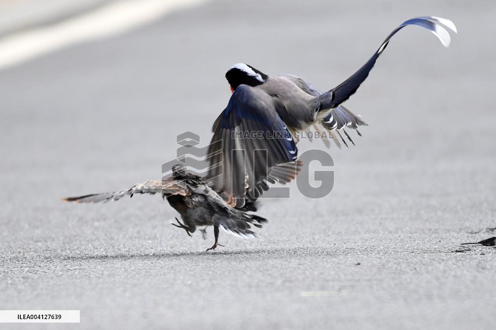 A Red-billed Blue Magpie Hunts An Underage Turtle Dove in Renhuai