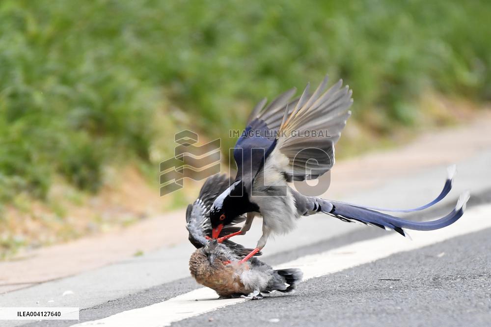 A Red-billed Blue Magpie Hunts An Underage Turtle Dove in Renhuai