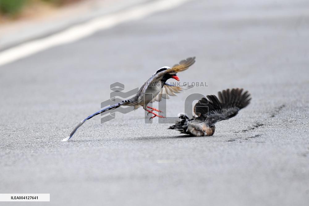 A Red-billed Blue Magpie Hunts An Underage Turtle Dove in Renhuai