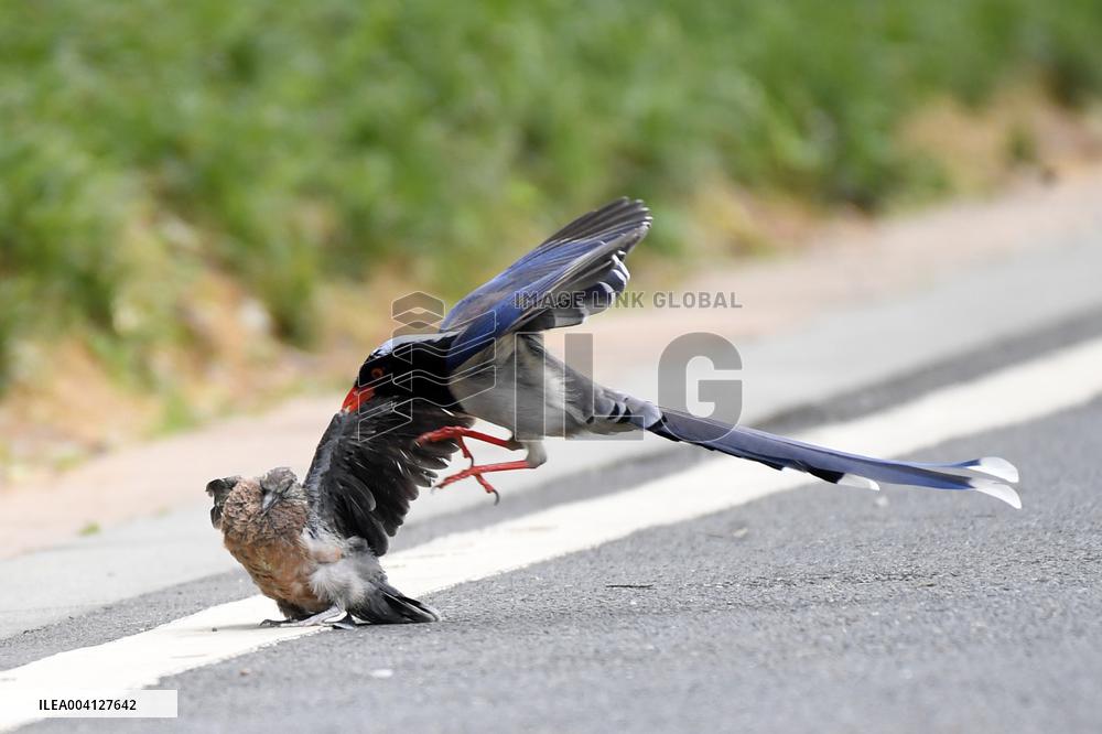 A Red-billed Blue Magpie Hunts An Underage Turtle Dove in Renhuai
