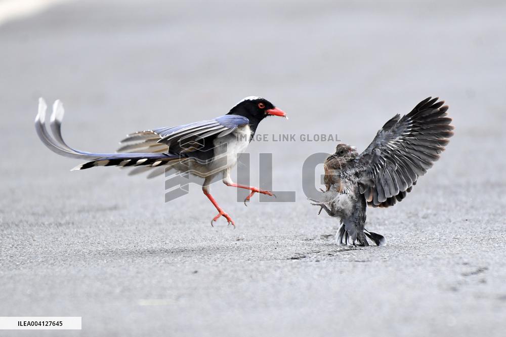 A Red-billed Blue Magpie Hunts An Underage Turtle Dove in Renhuai