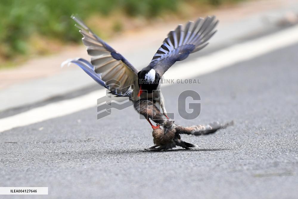 A Red-billed Blue Magpie Hunts An Underage Turtle Dove in Renhuai